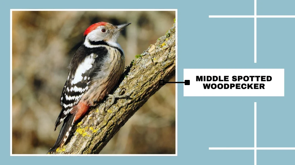 Middle Spotted Woodpecker