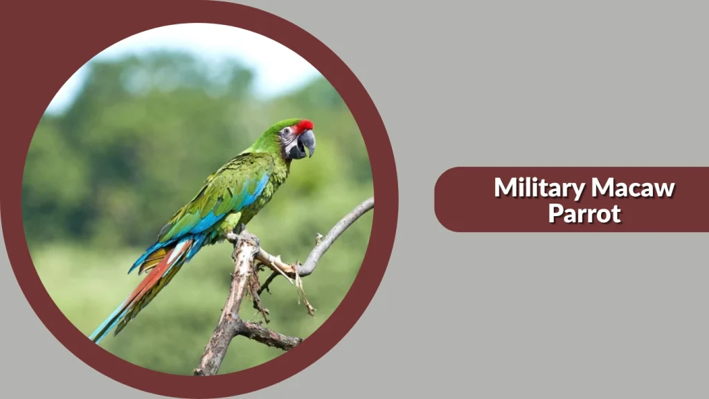 Military Macaw Parrot