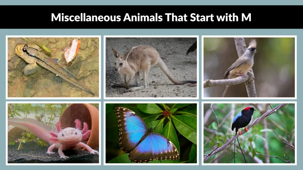 Miscellaneous Animals That Start with M