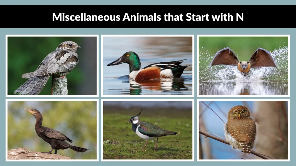 Miscellaneous Animals that Start with N