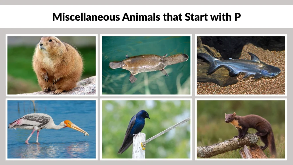 Miscellaneous Animals that Start with P