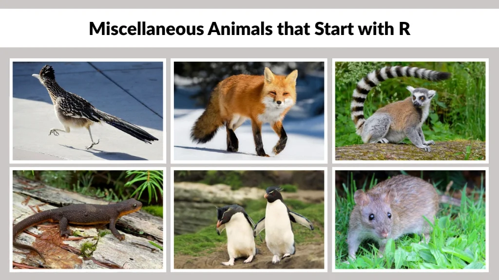 Miscellaneous Animals that Start with R