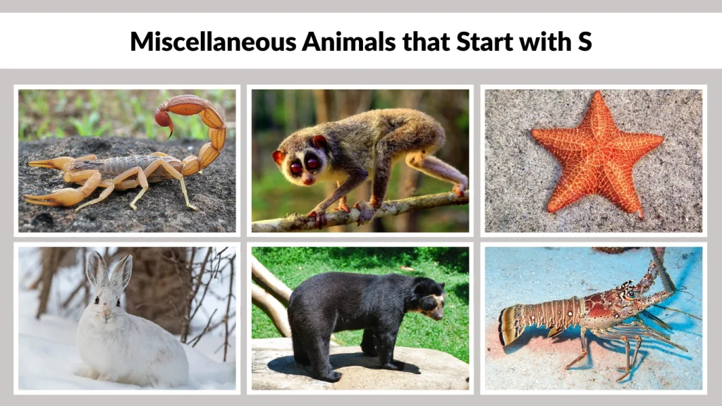 Miscellaneous Animals that Start with S