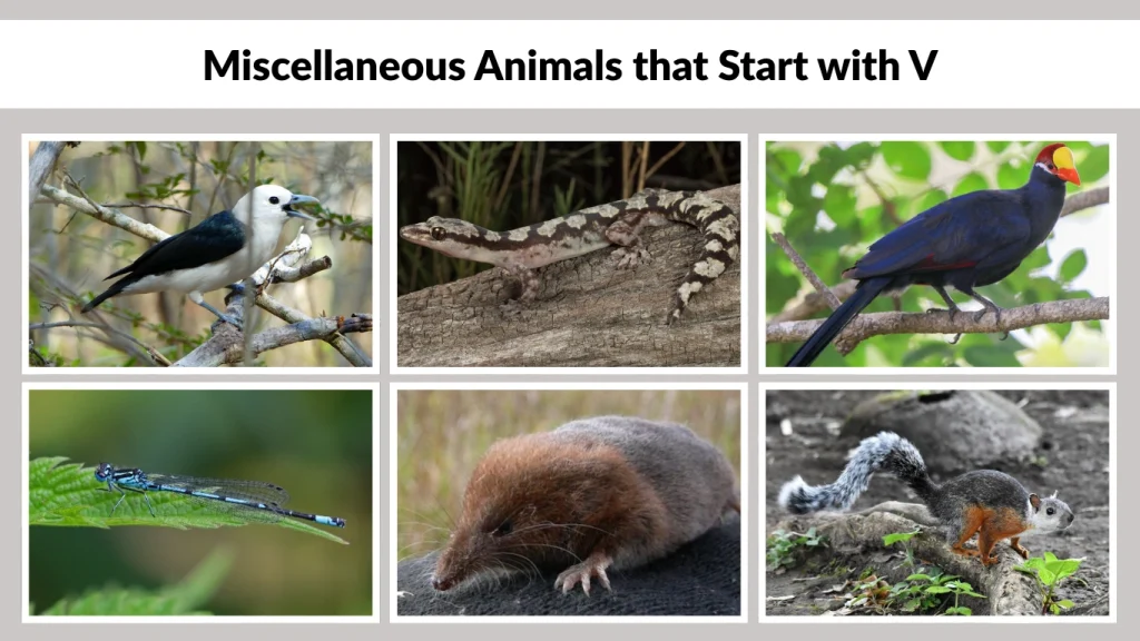 Miscellaneous Animals that Start with V