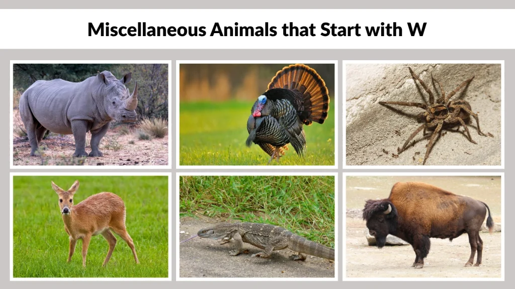 Miscellaneous Animals that Start with W