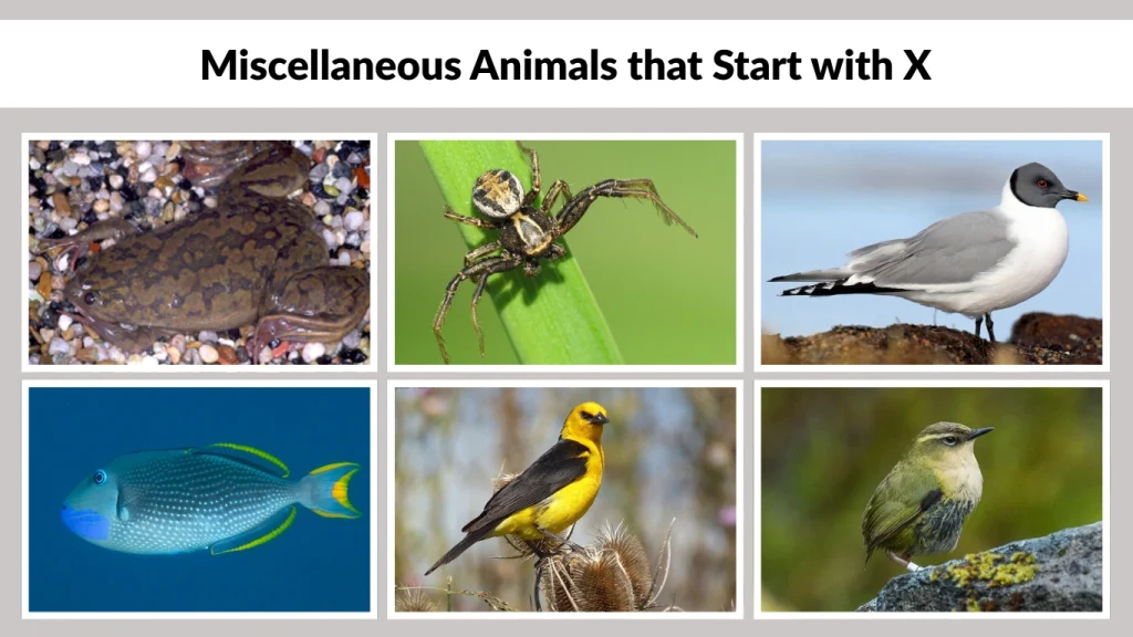 Miscellaneous Animals that Start with X