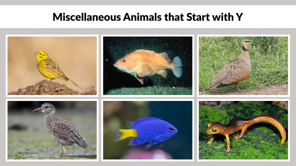 Miscellaneous Animals that Start with Y