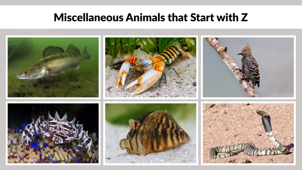 Miscellaneous Animals that Start with Z