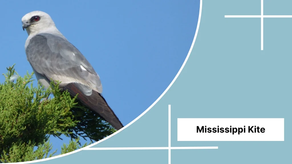 Mississippi Kite