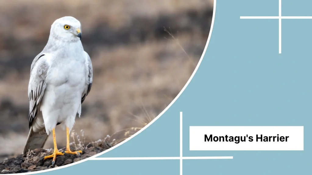 Montagu's Harrier