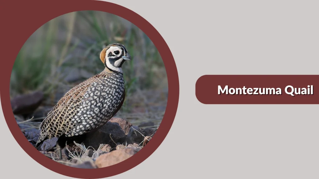 Montezuma Quail