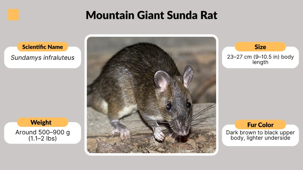 Mountain Giant Sunda Rat