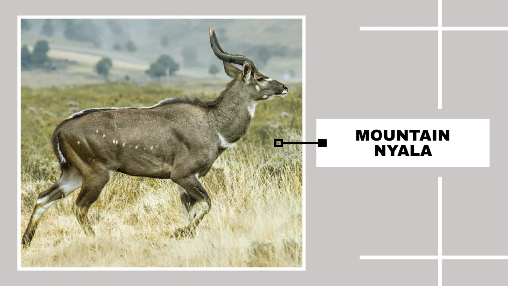 Mountain Nyala (Tragelaphus buxtoni)