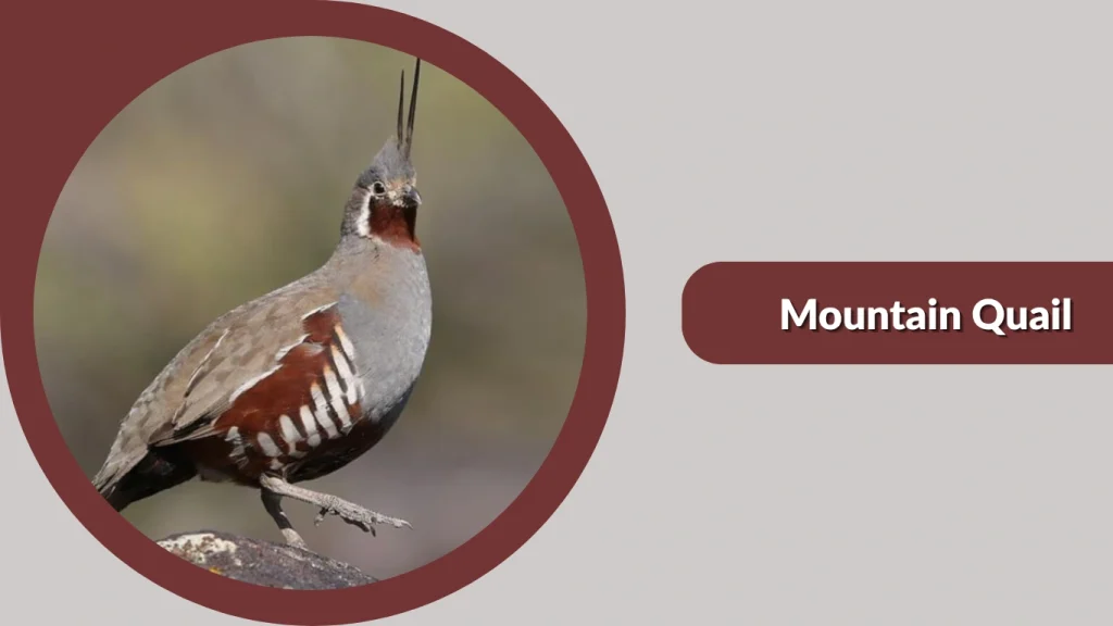 Mountain Quail