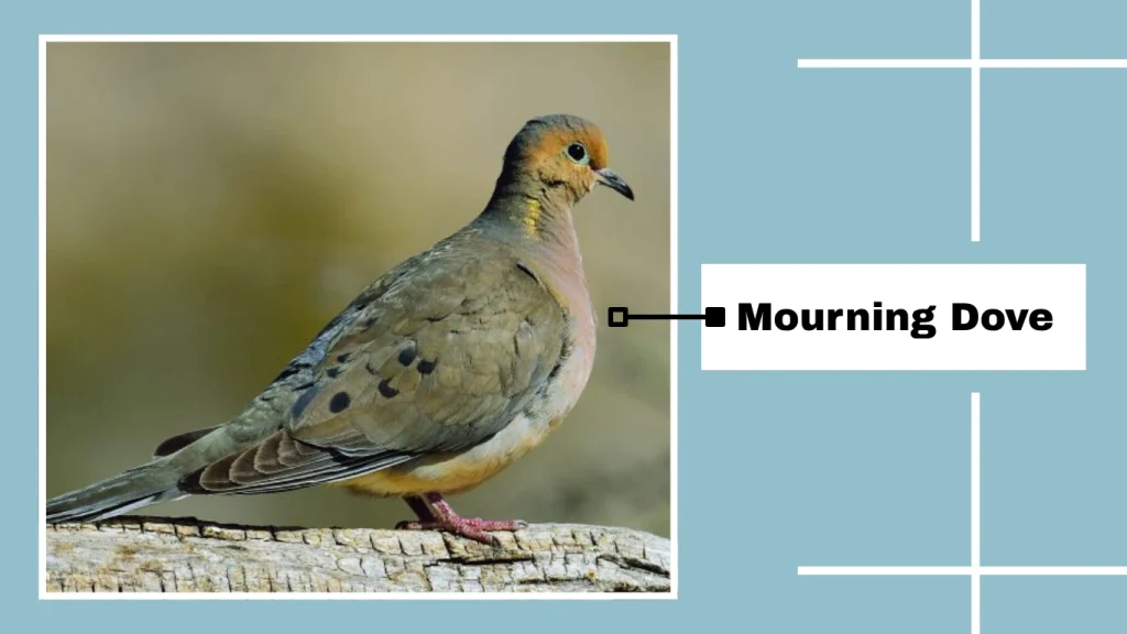 Mourning Dove