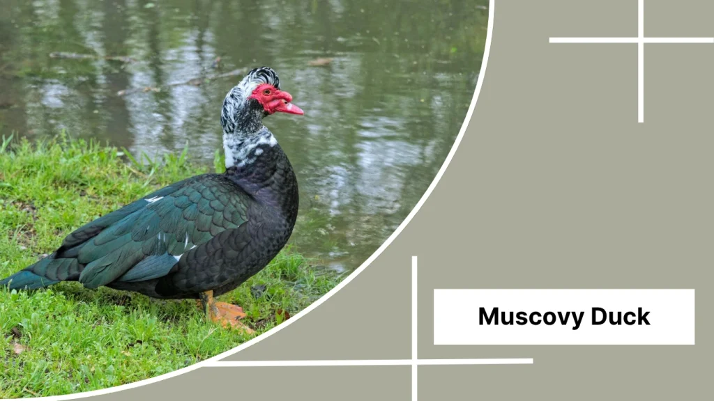 Muscovy Duck