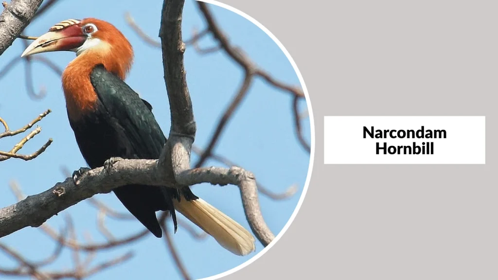 Narcondam Hornbill