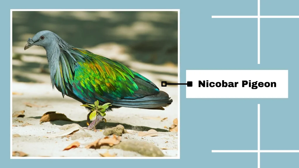 Nicobar Pigeon