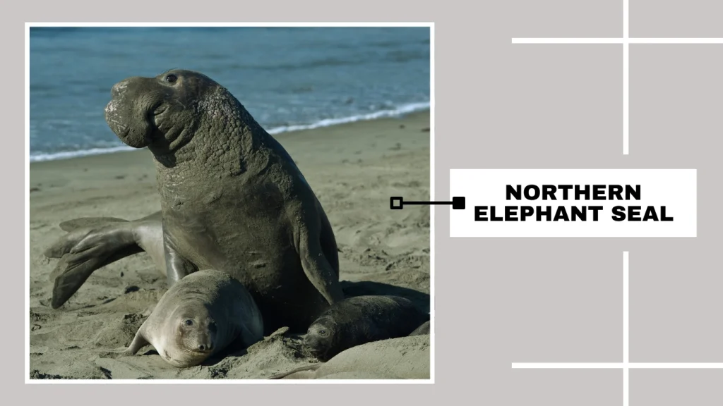 Northern Elephant Seal (Mirounga angustirostris)