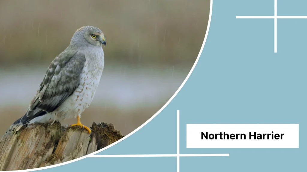 Northern Harrier