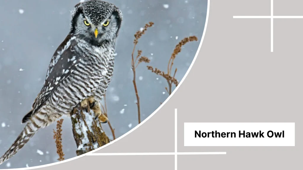 Northern Hawk Owl