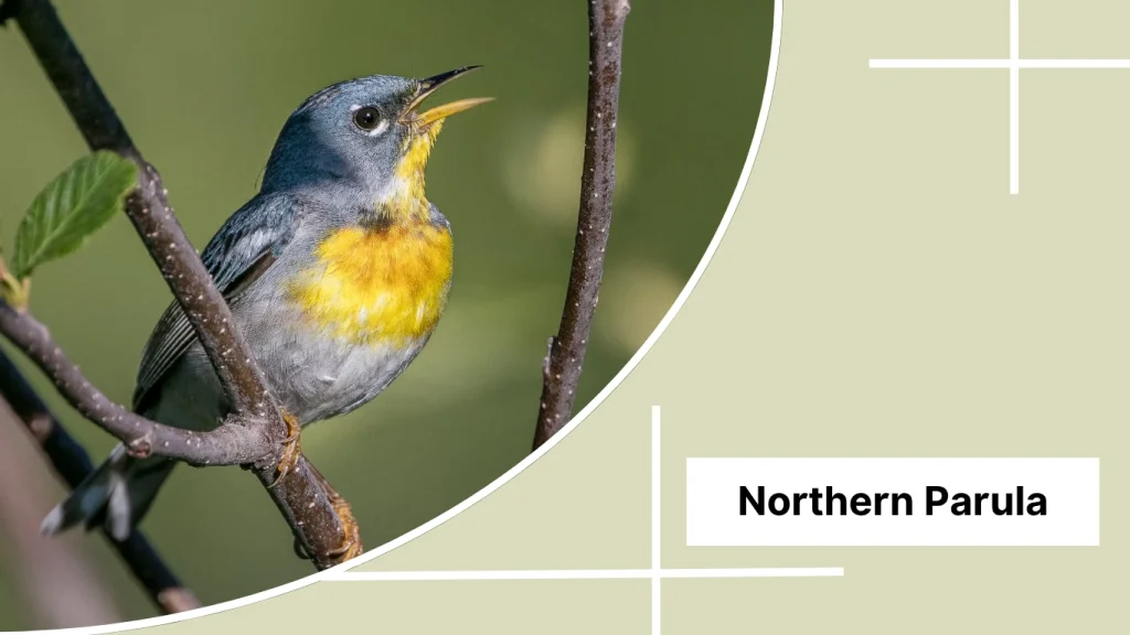 Northern Parula