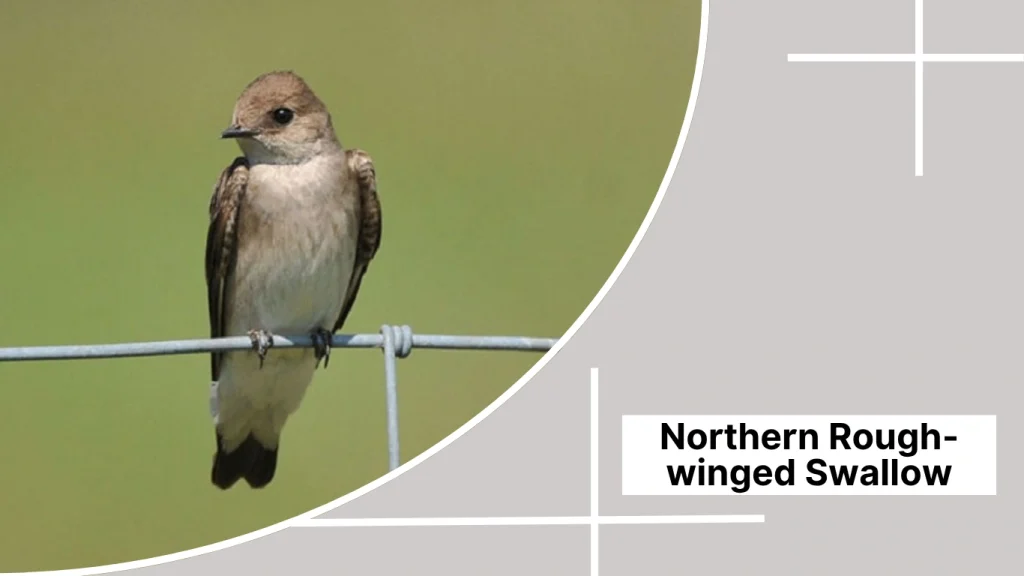Northern Rough-winged Swallow
