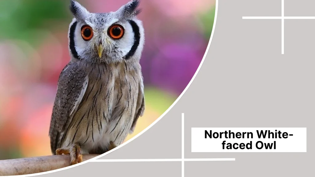 Northern White-faced Owl