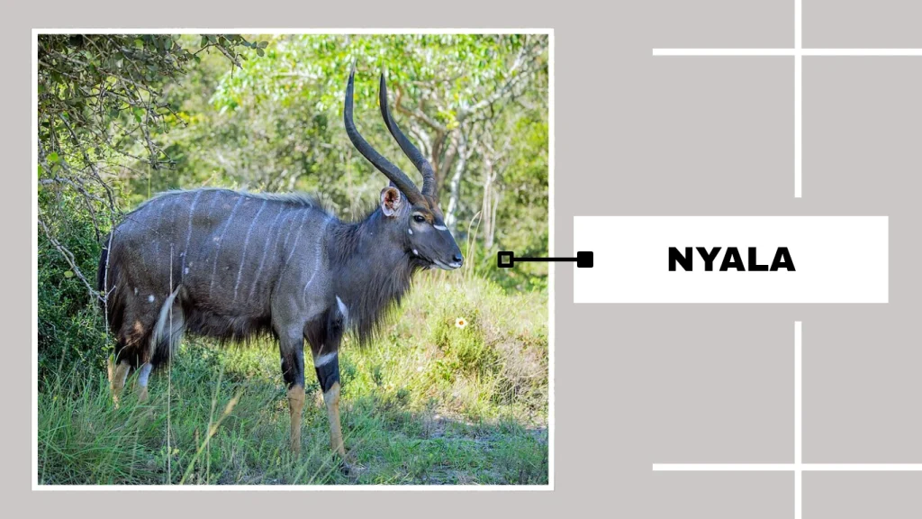 Nyala (Tragelaphus angasii)