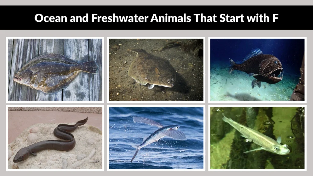 Ocean and Freshwater Animals That Start with F