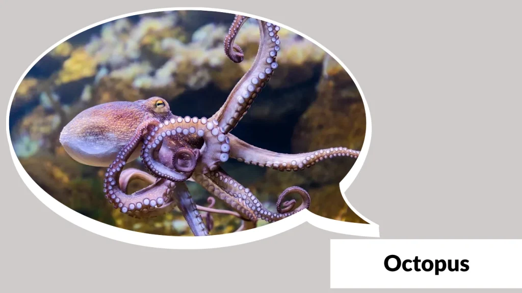 Octopus