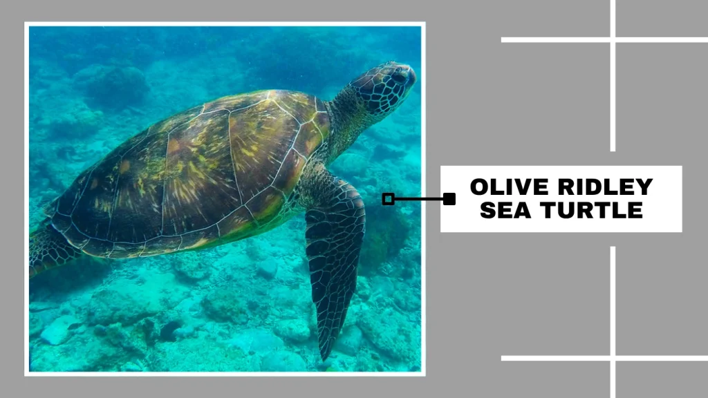 Olive Ridley Sea Turtle