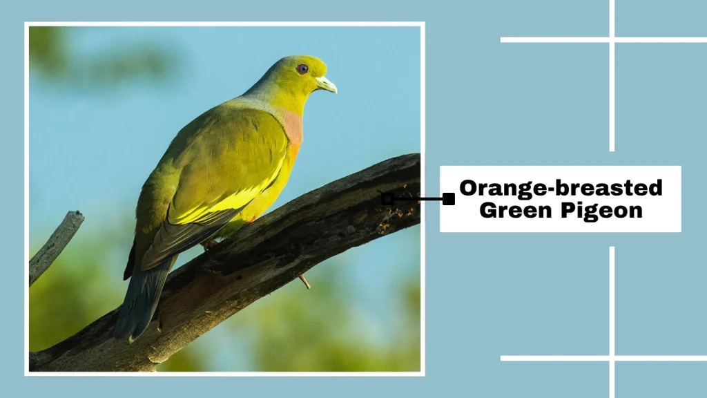 Orange-breasted Green Pigeon