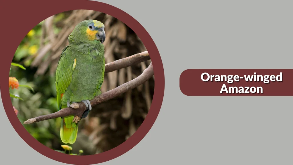 Orange-winged Amazon