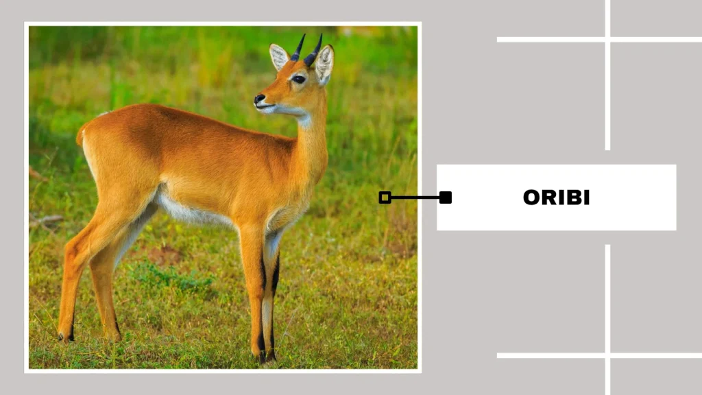 Oribi (Ourebia ourebi)