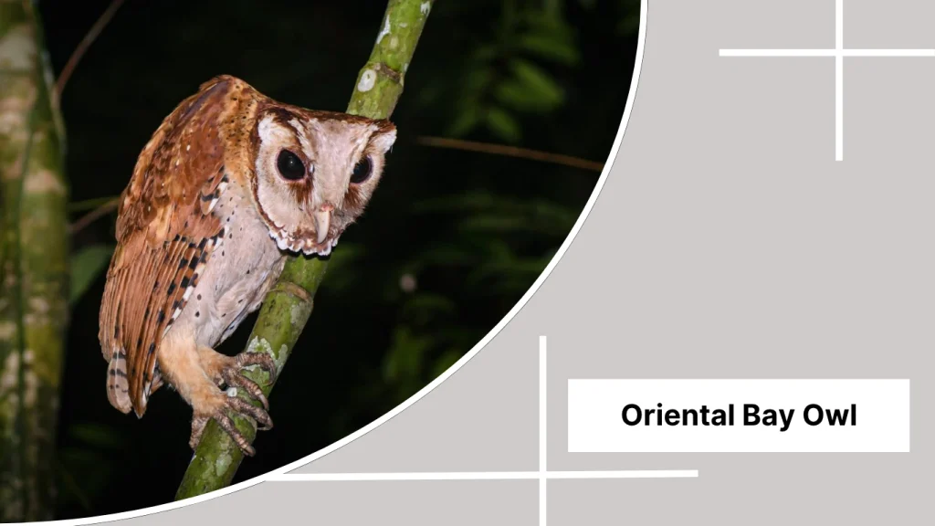 Oriental Bay Owl