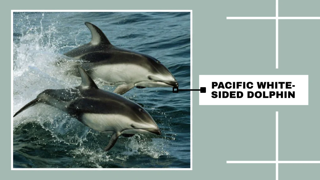 Pacific White-Sided Dolphin (Lagenorhynchus obliquidens)