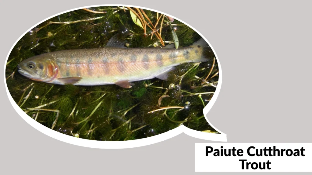 Paiute Cutthroat Trout