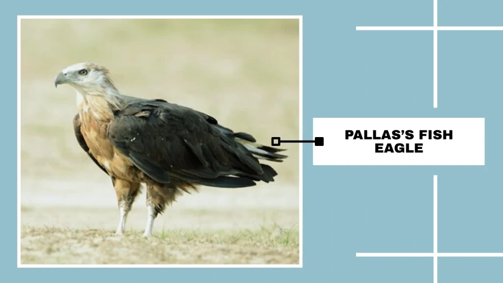 Pallas’s Fish Eagle