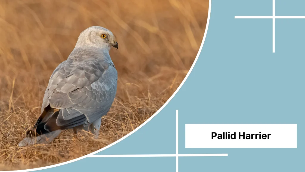 Pallid Harrier