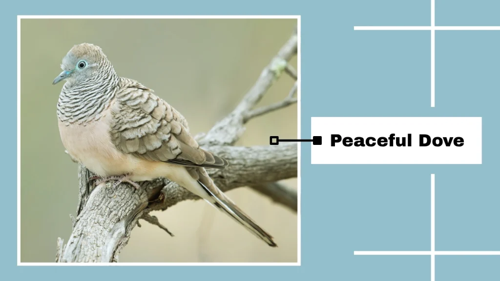 Peaceful Dove