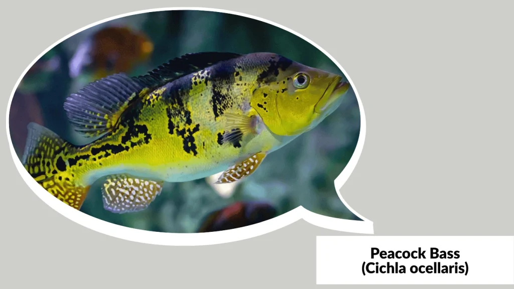 Peacock Bass (Cichla ocellaris)