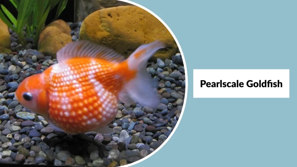 Pearlscale Goldfish