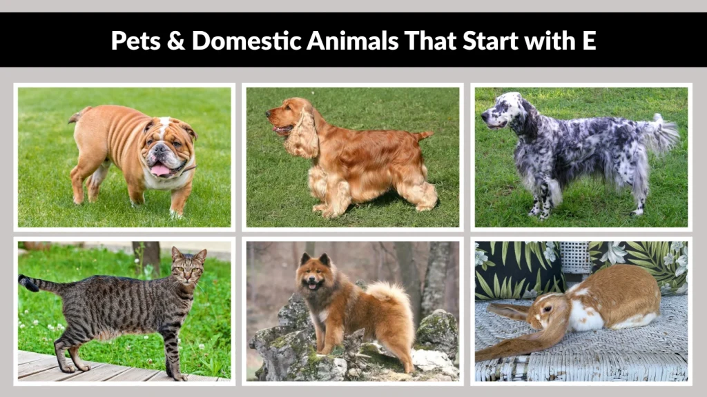 Pets & Domestic Animals That Start with E