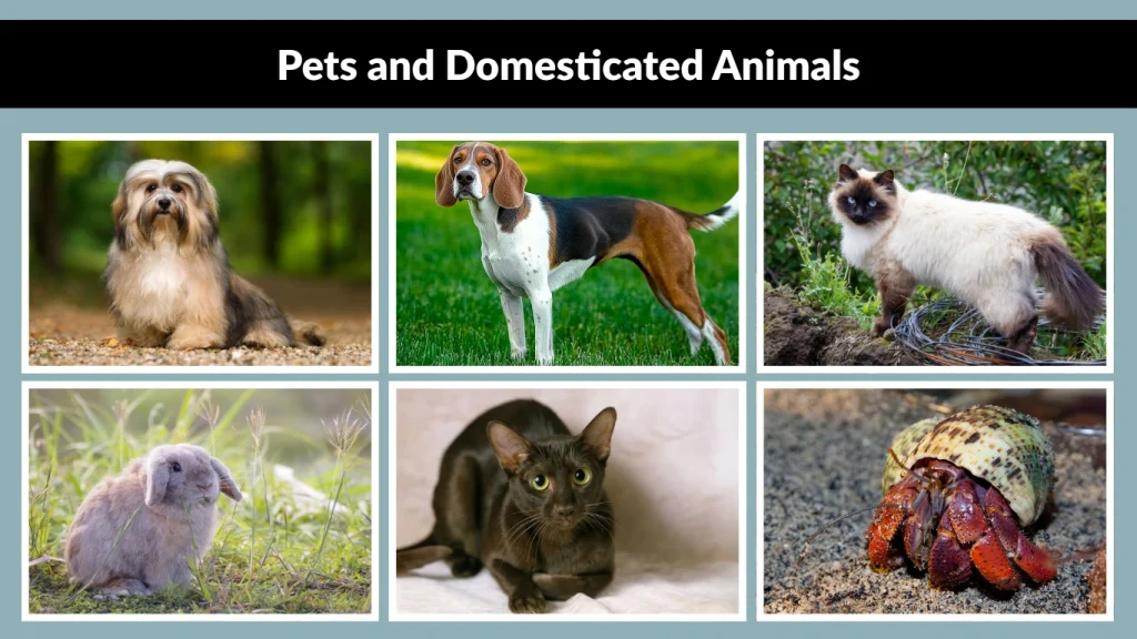 Pets and Domesticated Animals