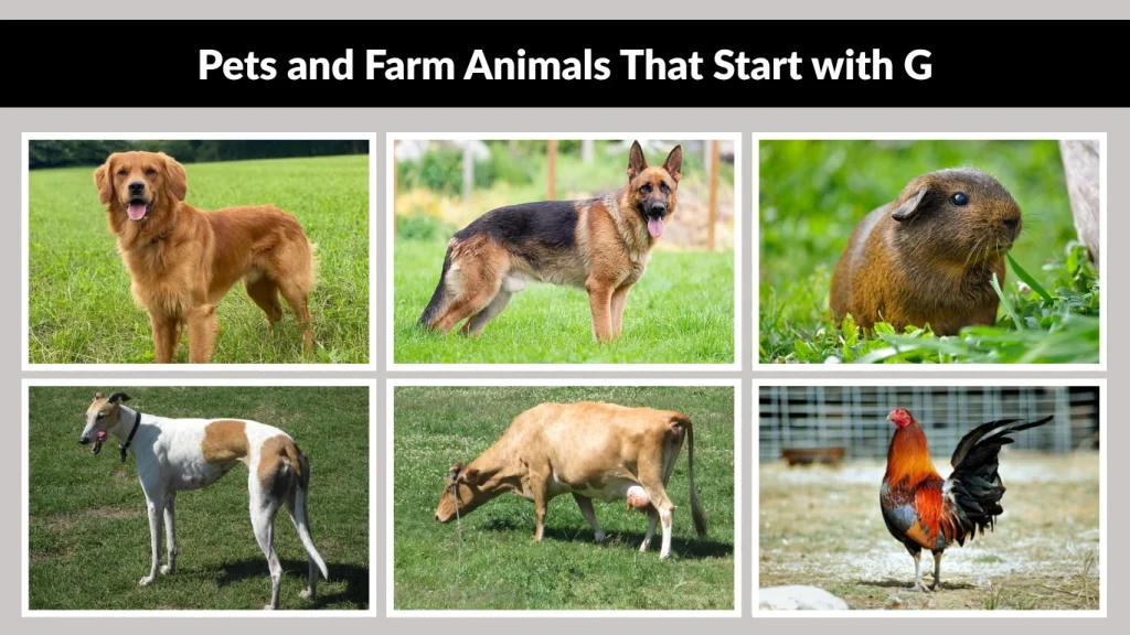 Pets and Farm Animals That Start with G