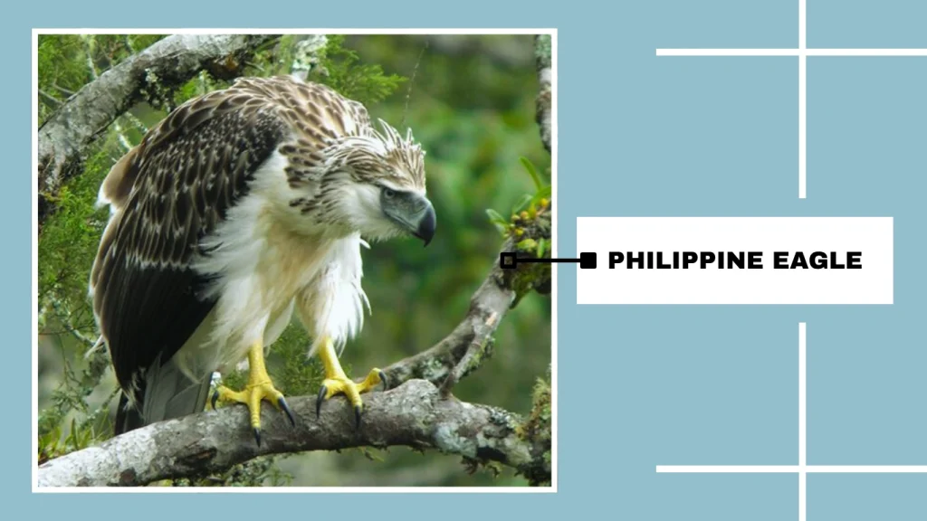 Philippine Eagle