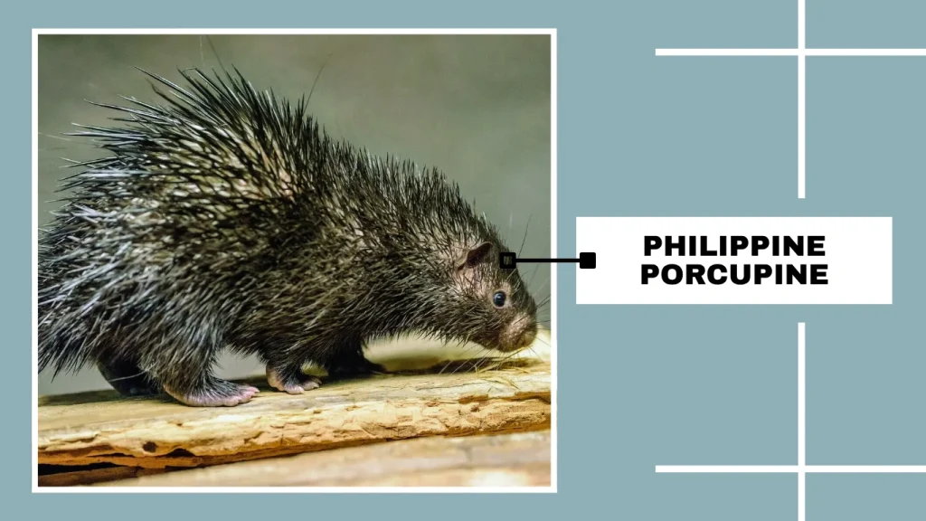 Philippine Porcupine (Hystrix pumila)
