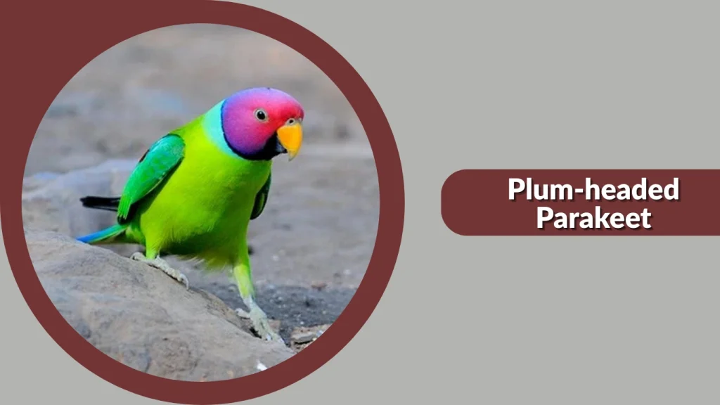 Plum-headed Parakeet