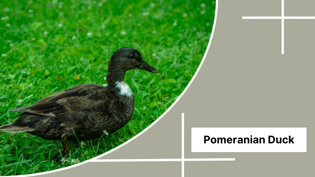 Pomeranian Duck